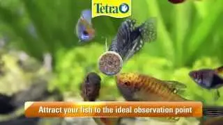 NEW! Tetra FunTips