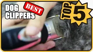 💜Top 6 Best Dog Clippers For Professional & Home Grooming - 2020 Amazon Review
