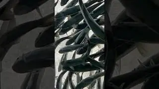 Salmon fish 🐟 || Crowd || Don’t miss to see the Crowd #shorts #trending #youtubeshorts