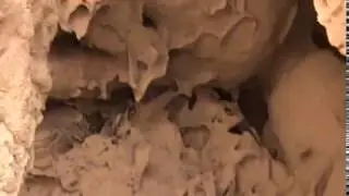 Термитник /  Внутри термитника/  Mound/ Термиты/ Белые муравьи.
