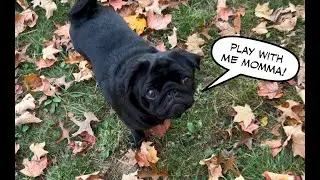 Autumn is better with Pugs