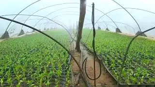 Pepper seedling irrigation system and care