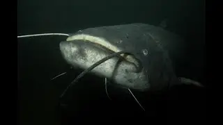 Может ли обыкновенный европейский сом (Silurus glanis) быть загадочным «чудовищем» из озера Гарда ?