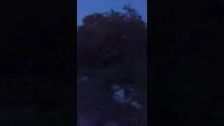 Светлячки в Сербии, ночь в июне