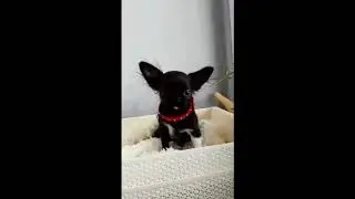 Черный мальчик