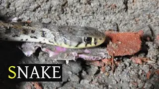 Snake found on construction site in West Bengal 4K