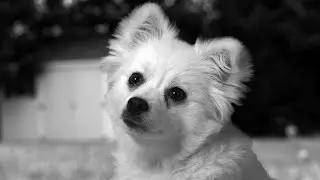 Man's Best Friend