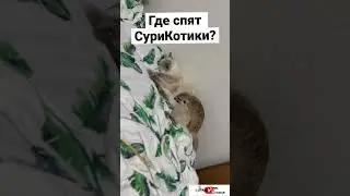 Спят вместе 