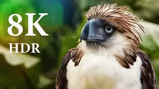 8K VIDEO ULTRA HD HDR - Nature is the art of God 60FPS