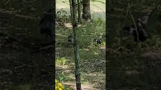 Turkeys playing tag or something! 😳 #cadescove #turkeys #tennessee
