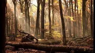 Calm Music 01 | Forest Theme | Relaxing Music, Relief Music, Nature videos