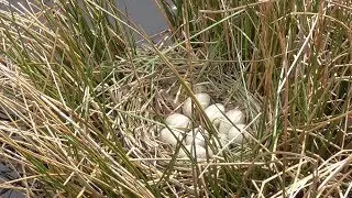 bird nesting, COOT , bird, nest , eggs