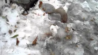 Белочка ест семечки