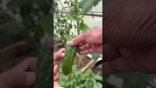 GARDEN HARVESTING WITH CHILDREN #kitchengarden #gardenharvest