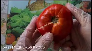 Томат Медвежья кровь от которого я никогда не откажусь!