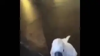 Какаду, который считает себя собакой,я ржал😂