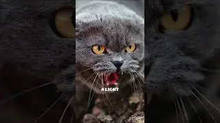 Can Cats See in the Dark? #youtubeshorts #catlover #cat