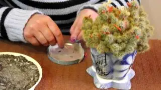 Mammillaria (cactus) from seeds