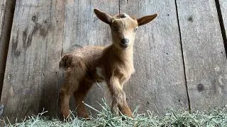 Swoop on in for some goat time!
