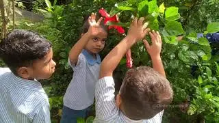 Video No 11: Foundational Stage Level I  | Flowers |  Directorate of  Education, Goa