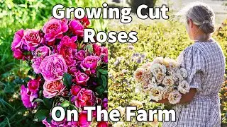 Growing Cut Roses for Loads of Blooms this spring | On the farm Rose cleaning pruning & fertilizing