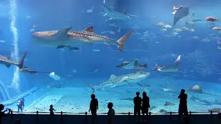 Kuroshio Sea - 2nd largest aquarium in the world - song is Please Don't Go by Barcelona