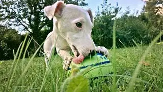 Une partie avec la WOBBLE WAG GIGGLE! Jouet pour chien avec un Bruit de dingue