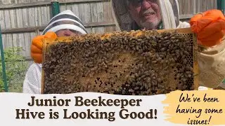 THE JUNIOR BEEKEEPER HIVE! QUEEN DAISY HAS BEEN LAYING!  | BEEKEEPING