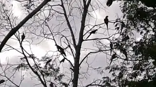 Loros Guacamayas Orellana - Ecuador 2024 || Natural Force