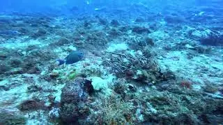 Pretty Fish