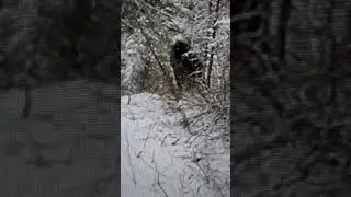 CANADIAN BIGFOOT..THE DARK FORREST BEAST