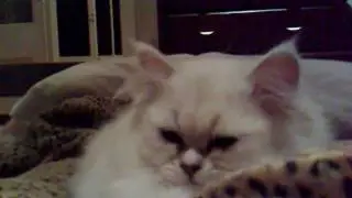 Baby Suki