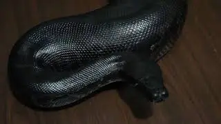 Not a morph, Sumatran short tail python!
