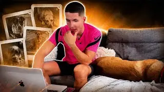 CHIENS ABANDONNÉS SUR LEBONCOIN ?! 🐶💔(REACT)