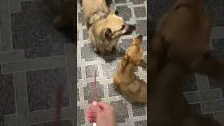 Бедная, голодная Ксюня🐶😁 #помощьбездомнымживотным #собаки