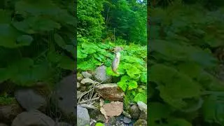 рыбалка в КБР # Trout fishing 🎣 