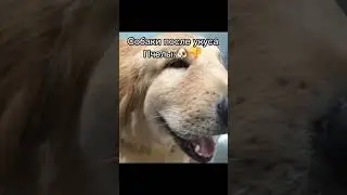 Коты после укуса пчелы 