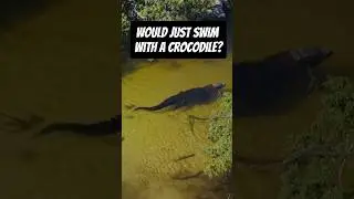 Swimming with Nile Crocodiles in the Okavango River! 🐊