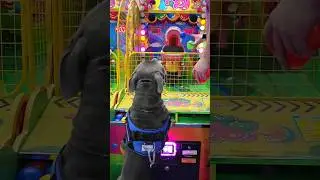 FUI NUM PARQUE DE DIVERSÕES #brinquedos #pet #cachorro #dog