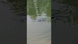 Fish Food Vacuum #pondlife #homestead #outdoors #feedingfish