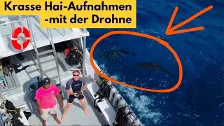 Von Haien umzingelt - Drohnenflug auf den Bahamas 🇧🇸