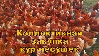 Коллективная закупка качественных кур несушек!