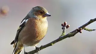 M Animali Foto