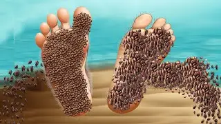 ASMR Animation Remove Worm & Dog Ticks Infected Foot | Severely Injured Animation # 520