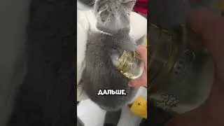 What happened to the cat's fur after the water? 