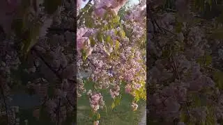 Сакуры в Александрии,