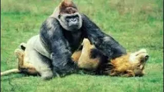 When Animals Messed With The Wrong Opponent !