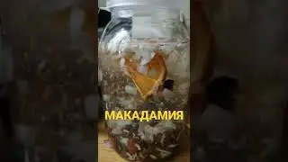 макадамия 1.5 литра ждём и будем пробовать