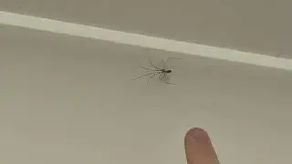 eurobeat spider spins for likes