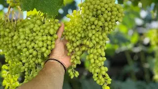This is how I take care of my vine. Through the garden, by the vine. July 13, 2025